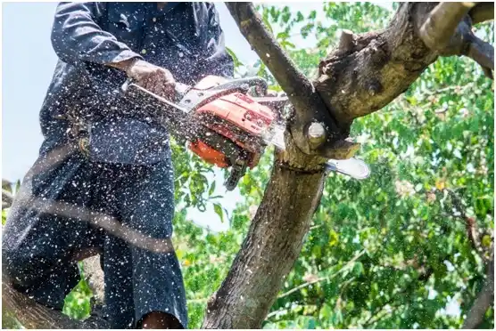 tree services New London